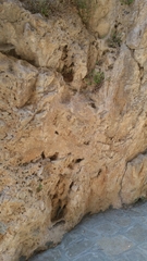 Filistata insidiatrix