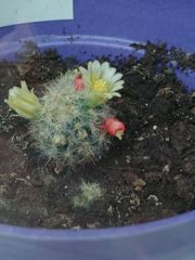 Mammillaria prolifera