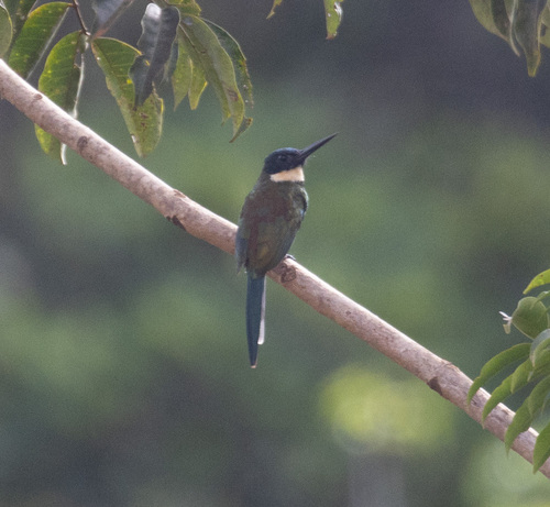 Bronzy Jacamar (Galbula leucogastra), photo 4