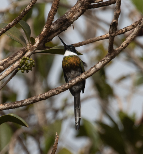 Bronzy Jacamar (Galbula leucogastra), photo 3