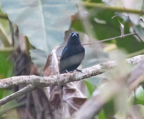 Black Manakin (Xenopipo atronitens), photo 2