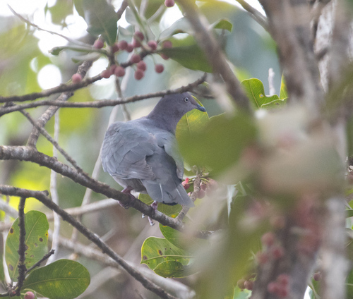 Plumbeous Pigeon (Patagioenas plumbea), photo 5
