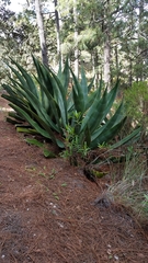 Agave atrovirens