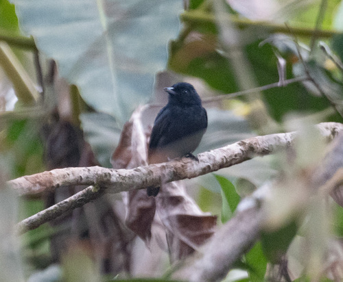 Black Manakin (Xenopipo atronitens), photo 3