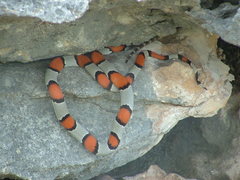 Lampropeltis alterna