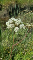 Cicuta douglasii