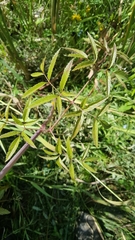 Cicuta douglasii