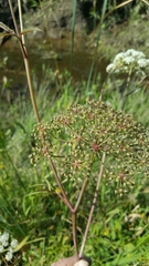 Cicuta douglasii