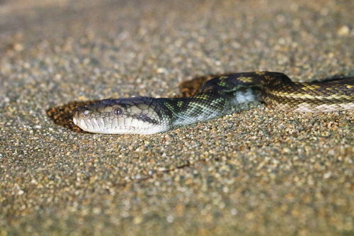 Australian Scrub Python sighting