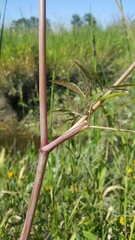 Cicuta douglasii