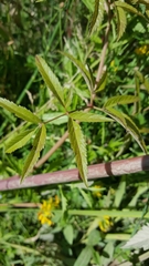 Cicuta douglasii