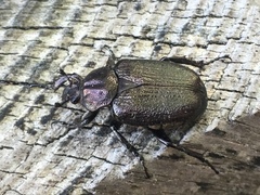 Osmoderma scabra