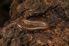 Eumastigonus