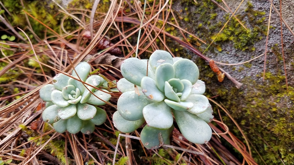 Echeveria andreae, Oaxaca, MX