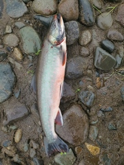 Salvelinus malma