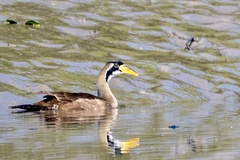 Masked Finfoot photo 3