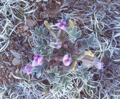 Astragalus newberryi