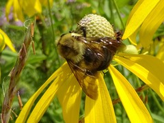 Bombus griseocollis