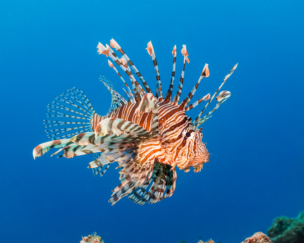 Image of a Red Lionfish (Pterois volitans) fish, a tank mate for Snowflake Moray (Echidna nebulosa)