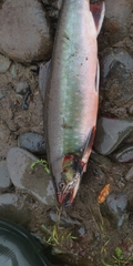 Salvelinus malma