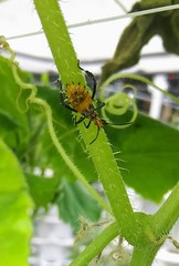 Leptoglossus gonagra