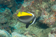 Heniochus singularius