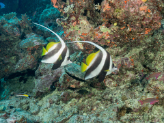 Heniochus acuminatus