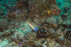 Hoplolatilus starcki