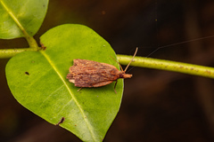 Planotortrix notophaea
