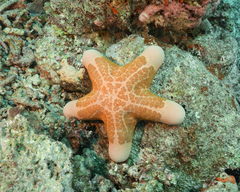 Choriaster granulatus