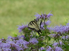 Papilio glaucus