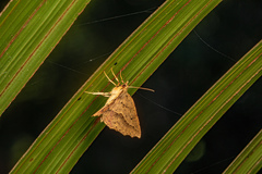 Ischalis variabilis
