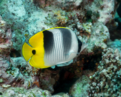 Chaetodon ulietensis