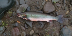 Salvelinus malma