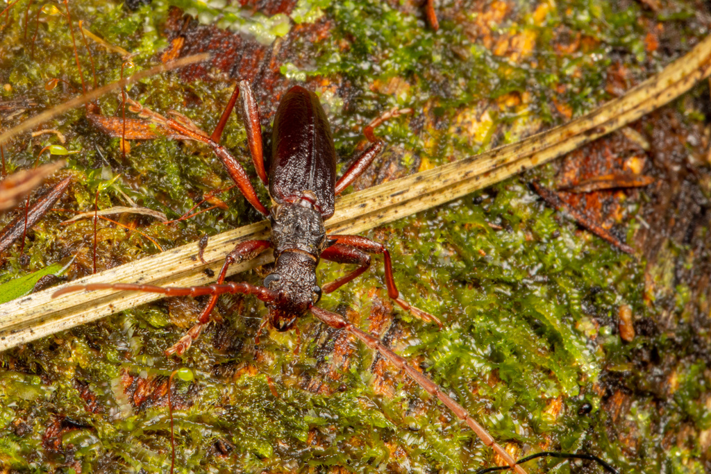 Nesoptychias