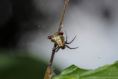 Micrathena plana