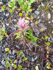 Castilleja raupii