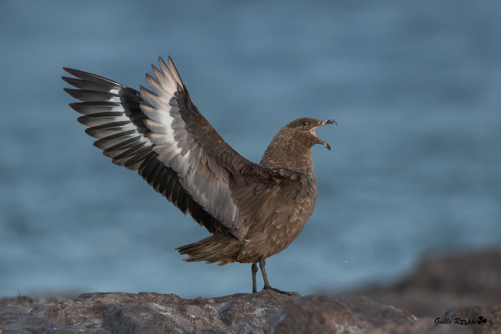 Brown Skua