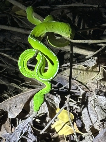 Southern Green Python sighting
