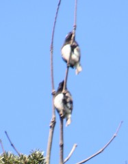 Stactolaema leucotis
