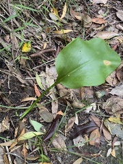 Water Lily (Proiphys)