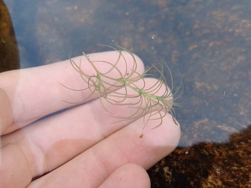 Nodding waternymph (Najas flexilis)
