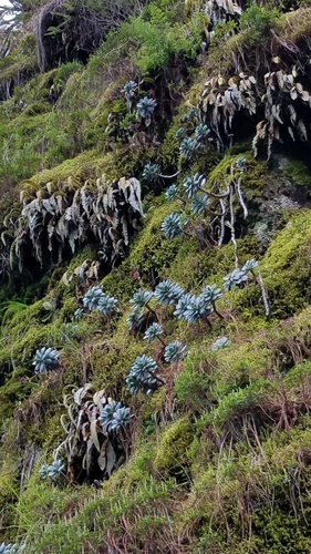 Echeveria andreae