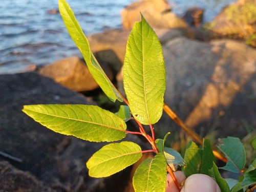Image of Salix pyrifolia by (c) Quinten Wiegersma, some rights reserved (CC BY)
