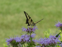 Papilio glaucus
