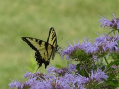Papilio glaucus