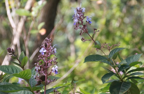 Foto de Clerodendro