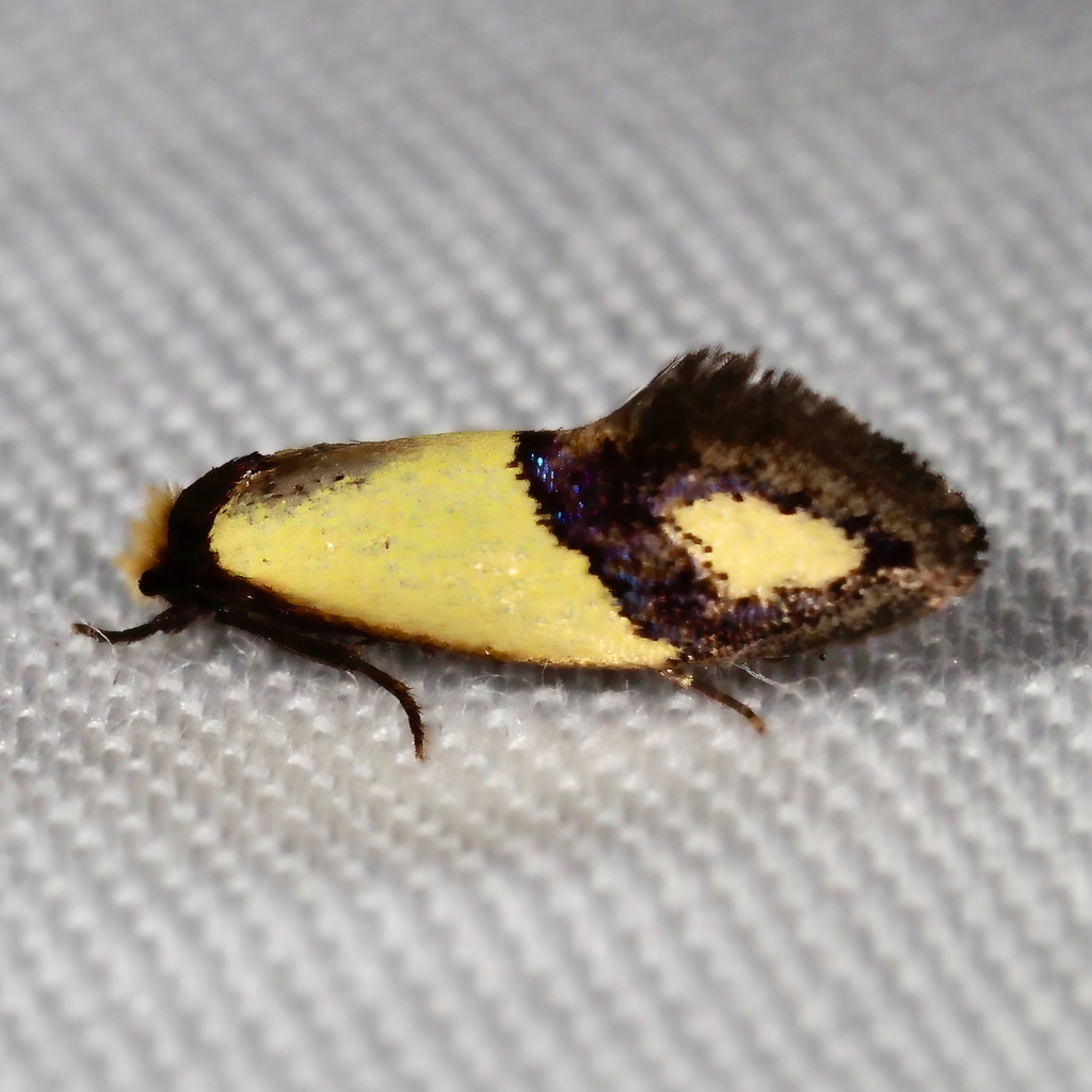 Edosa fraudulens
