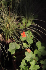 Pelargonium tongaense