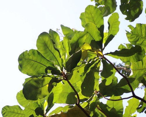 forest fever tree